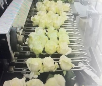 pro2